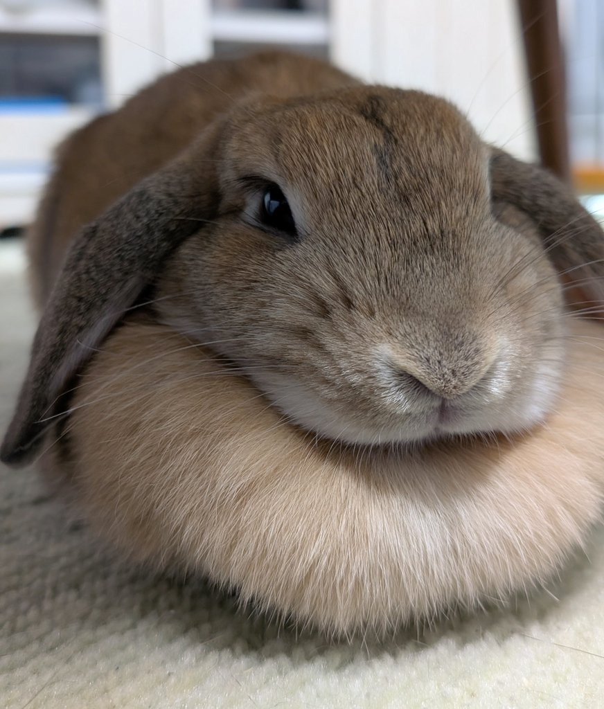 mlkchcusa's tweet image. 美人だねえ

#うさぎ #うさぎのいる暮らし