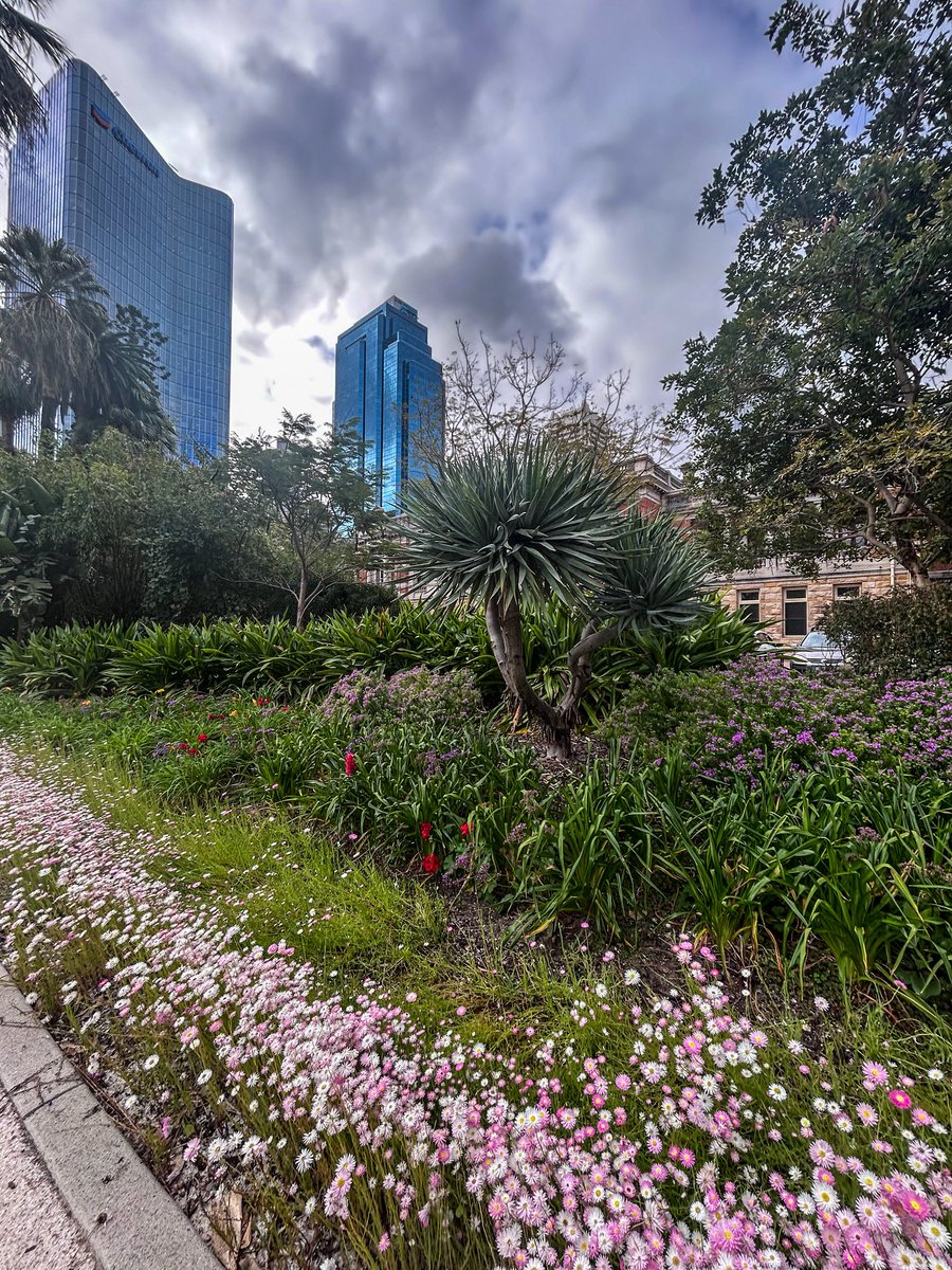freopics_'s tweet photo. Spring has sprung in Perth 🌸
#perthcity #SupremeCourtGarden https://t.co/HolOYQyjz2