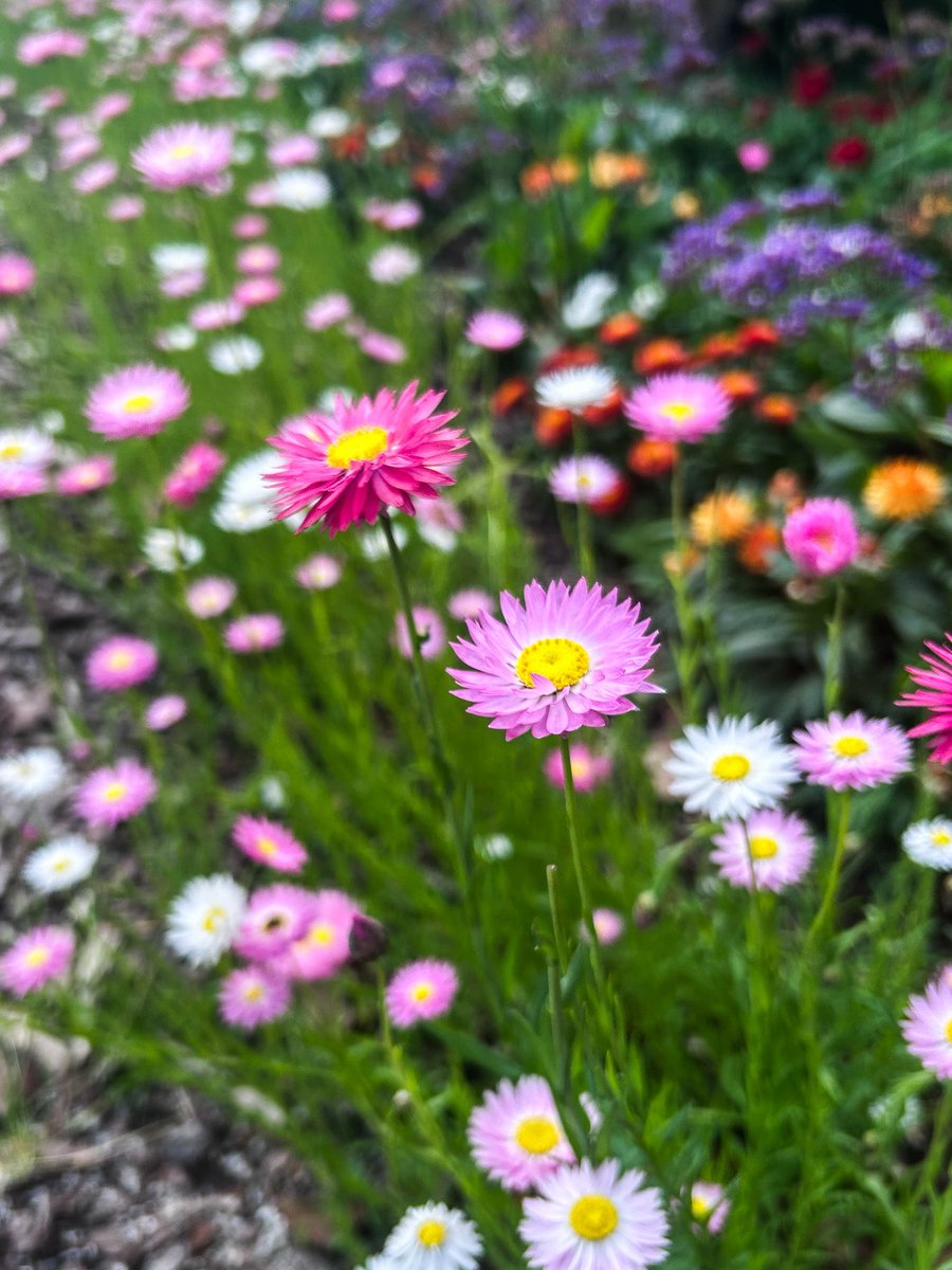 freopics_'s tweet photo. Spring has sprung in Perth 🌸
#perthcity #SupremeCourtGarden https://t.co/HolOYQyjz2