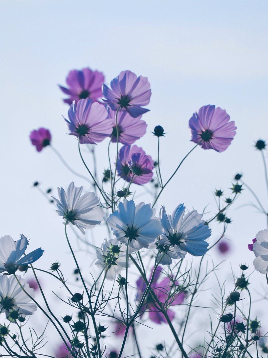 ❁⃘kiHin1a❁⃘ Amazon.com: KT Headlight Assembly for Kawasaki Ninja ZX-10R