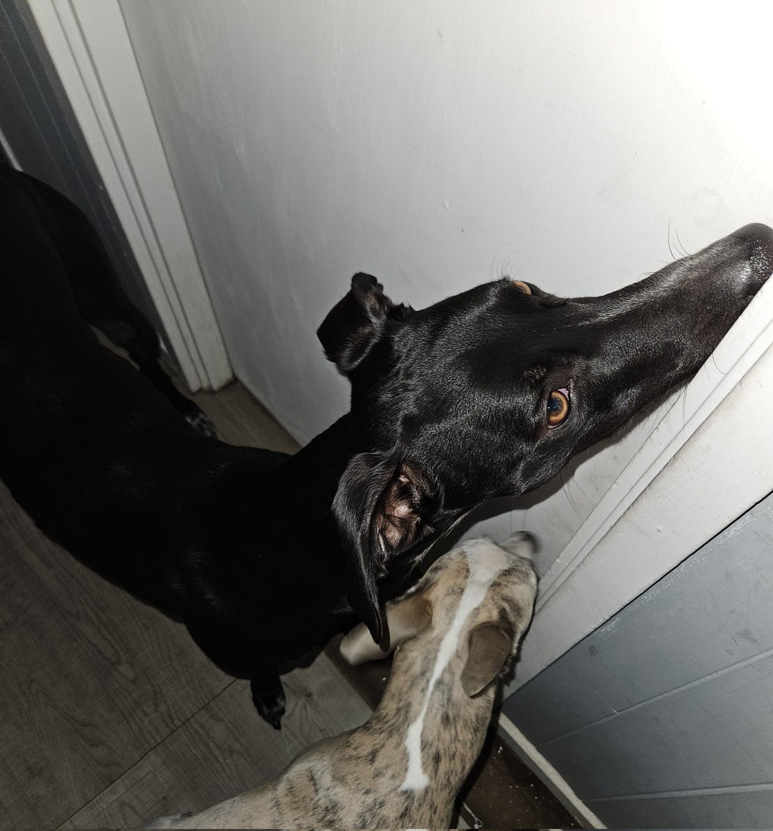 CooperWhippet's tweet image. It is 2.19pm and they are both whining at the bedroom door 😂😴🛌🐾🐕💙😍
