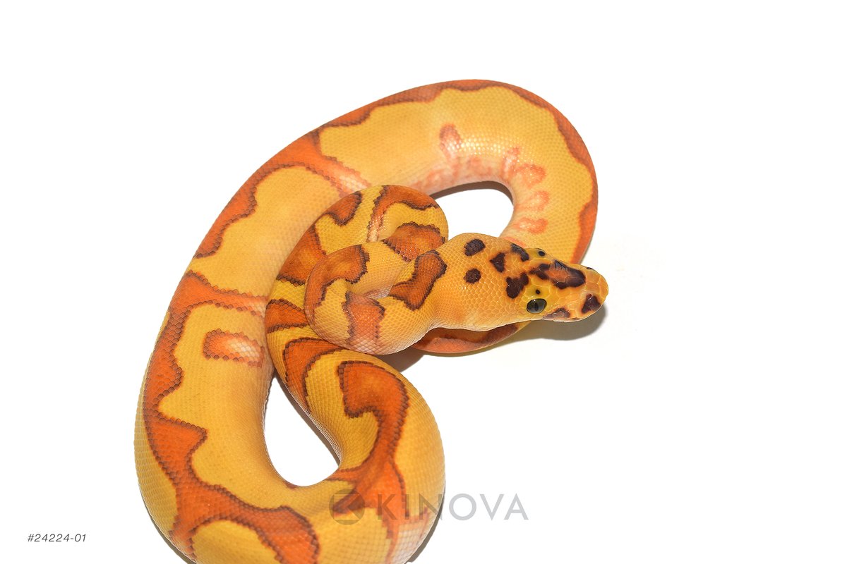 KINOVA Reptiles tweet media