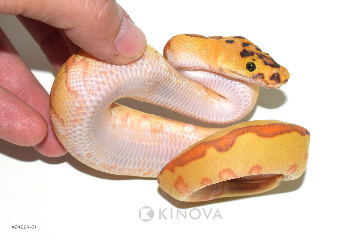 KINOVA Reptiles tweet media