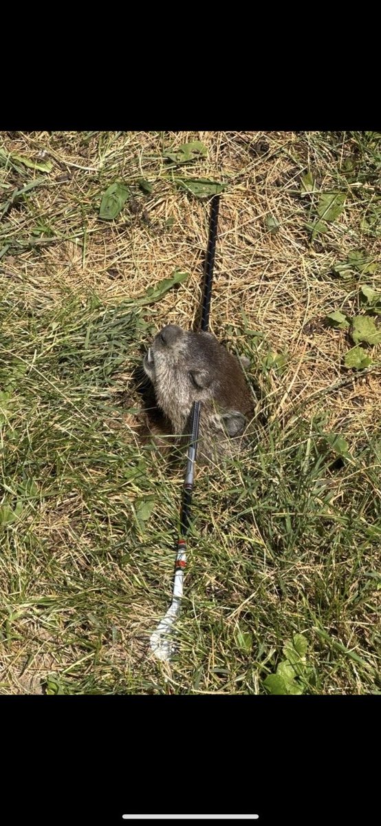 Caught this little pecker lurkin around my deer corn. #FAFO
