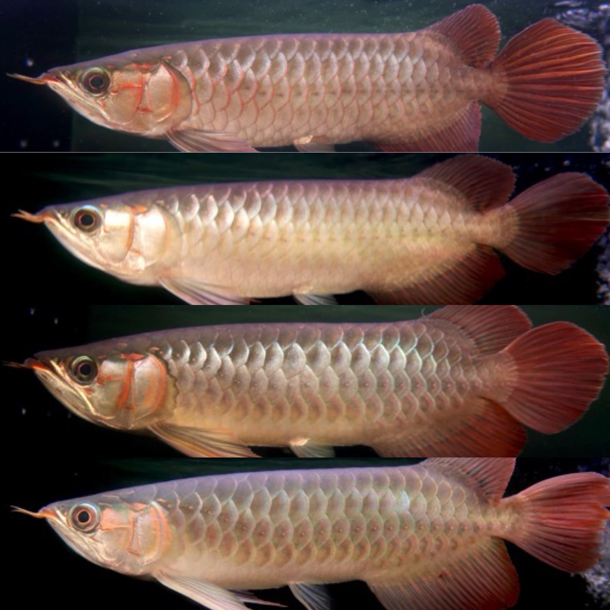 トロピカルフィッシュ トロピカルフィッシュ佐野 on X