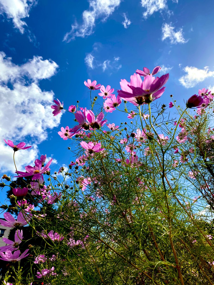蘭花　いつもありがとうございます🙇‍♀️療養中の為年内お休み🙇‍♀️笑顔咲く新年を🪅 tweet media