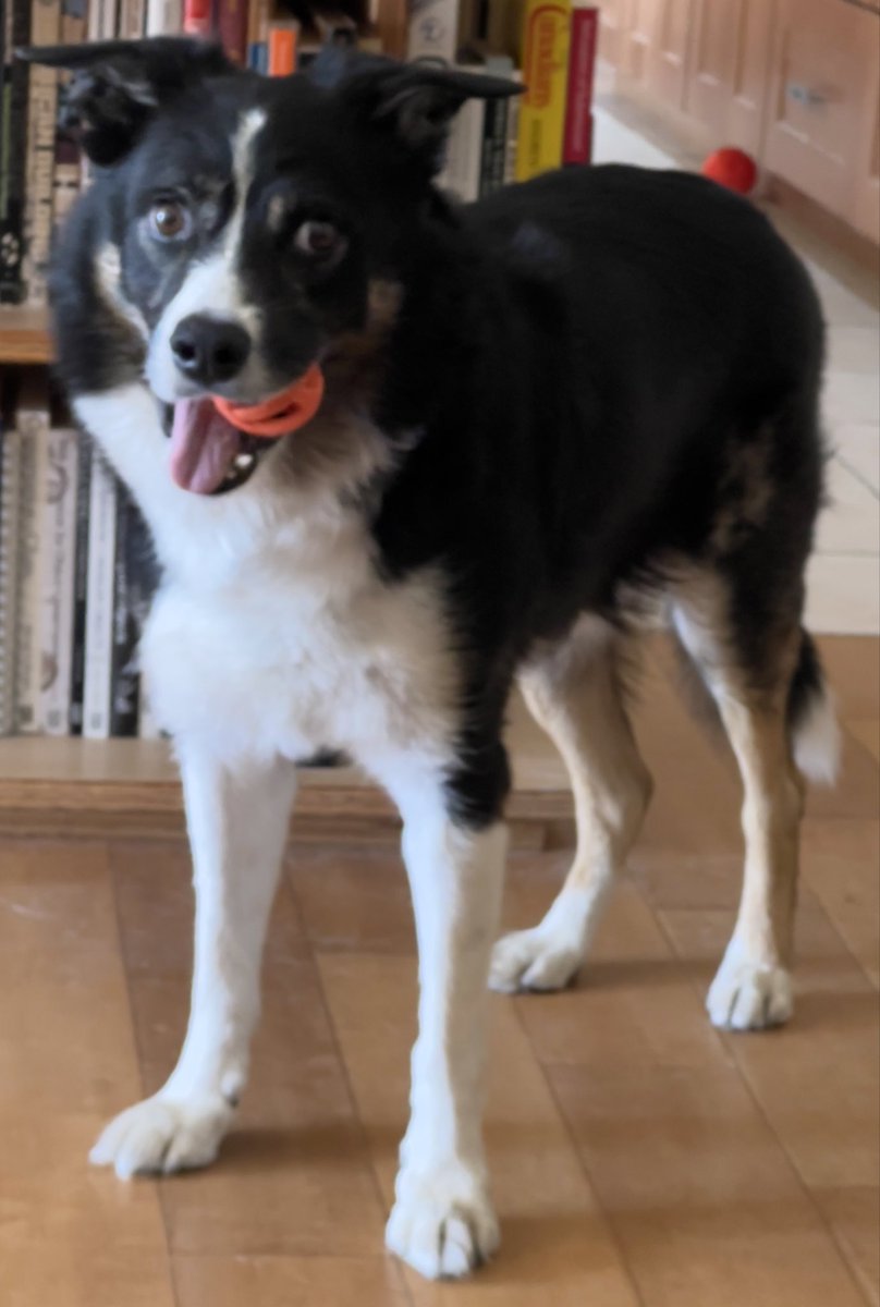 Happy #TongueOutTuesday  I’m obviously multitasking and hoping certain members in my Jack’s Pack will help throw a ball! #bordercollie #twitterdogcommunity #dogsoftwitter