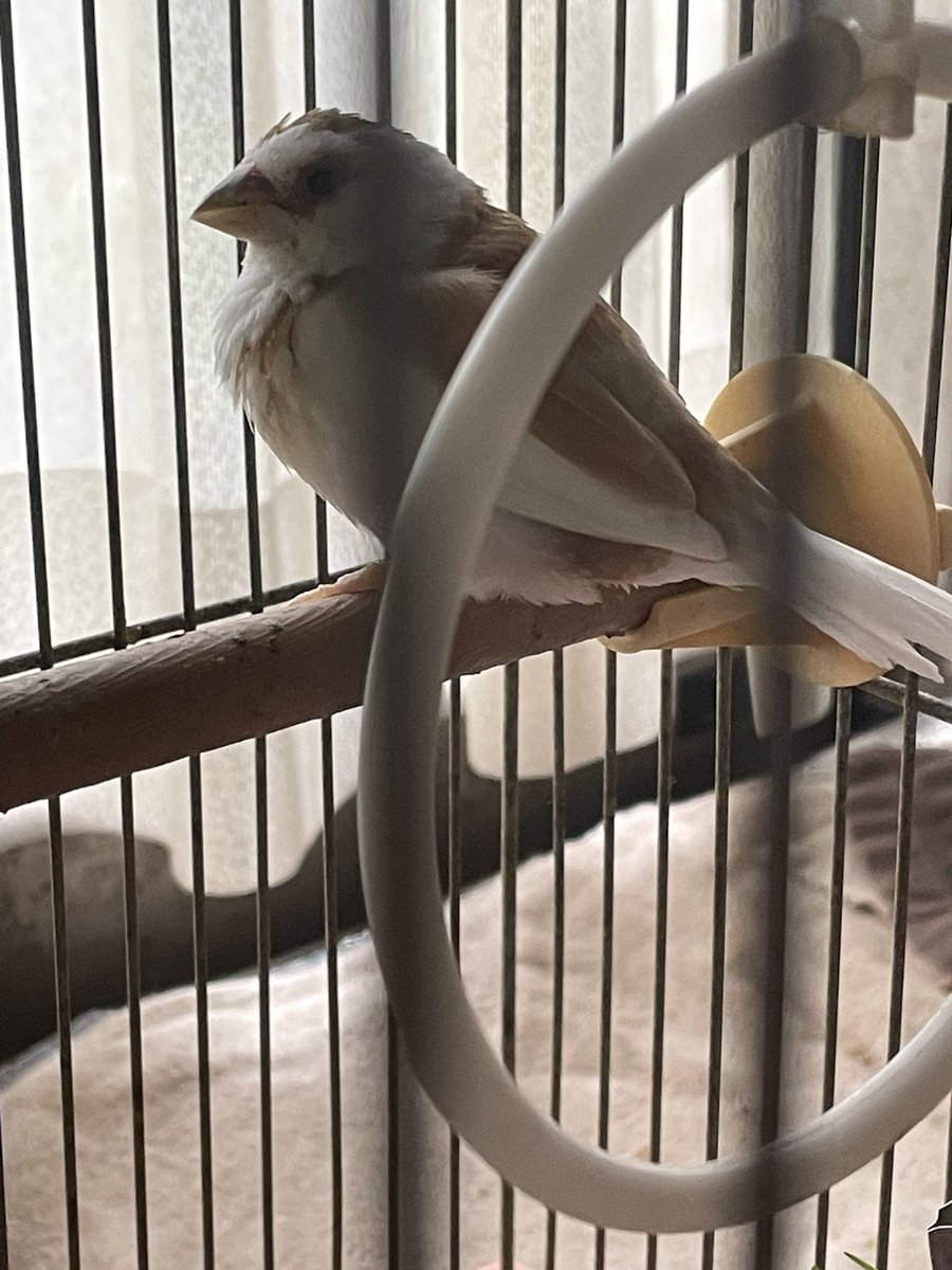 CoSMoSCOC398's tweet photo. ふわふわの鳥𓅫⸒⸒ https://t.co/St9FHQT4Fg