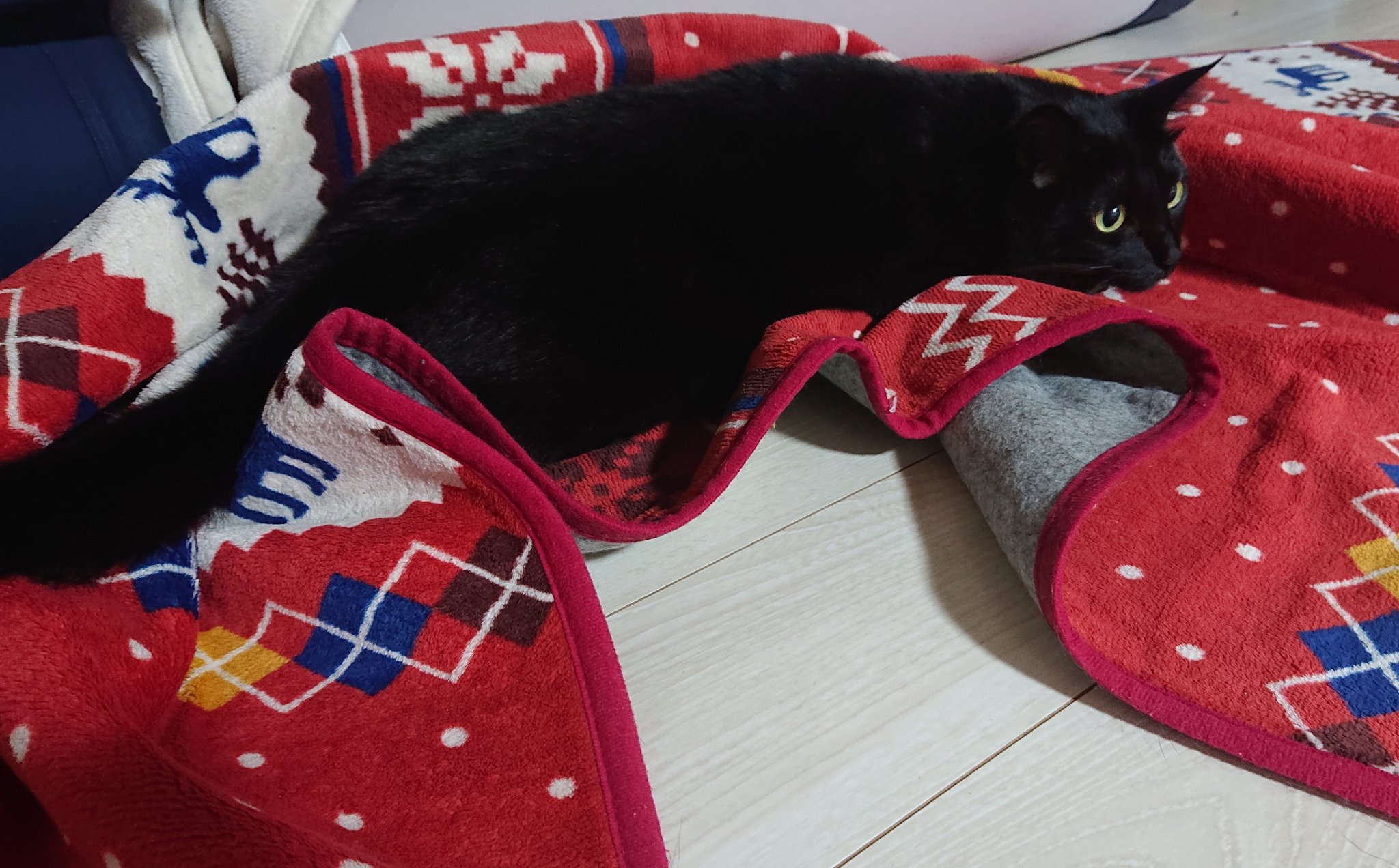 黒猫こんぶの飼い主 on X: 