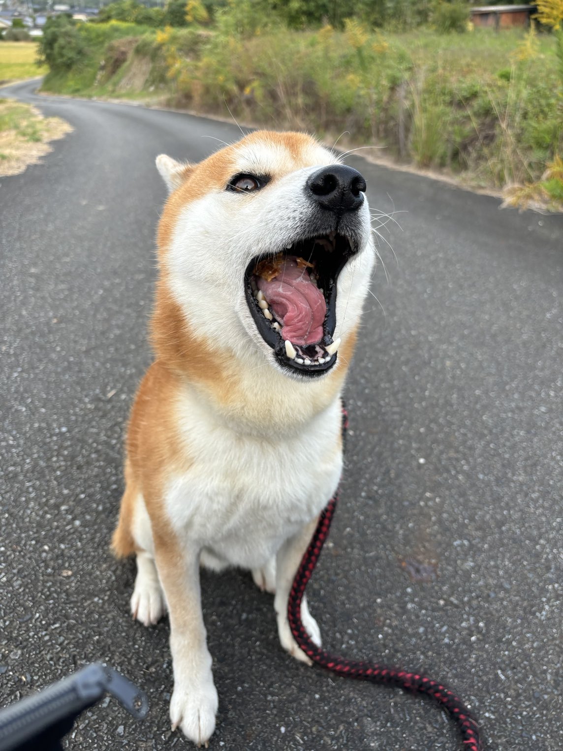 柴犬ティーくん＆パパ (@O3mtY3AYytd1wzu) / X