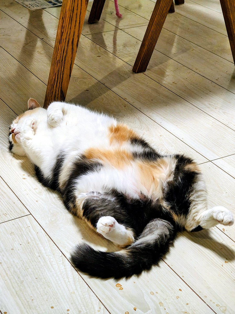 さくらが
おなかだしてねてると
とおちゃんが
よろこぶにゃ🥰