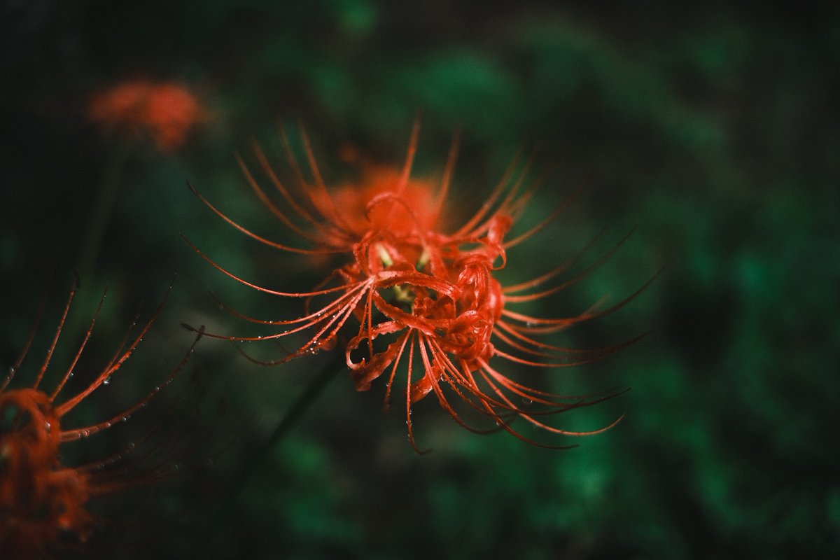 緋色の妖花