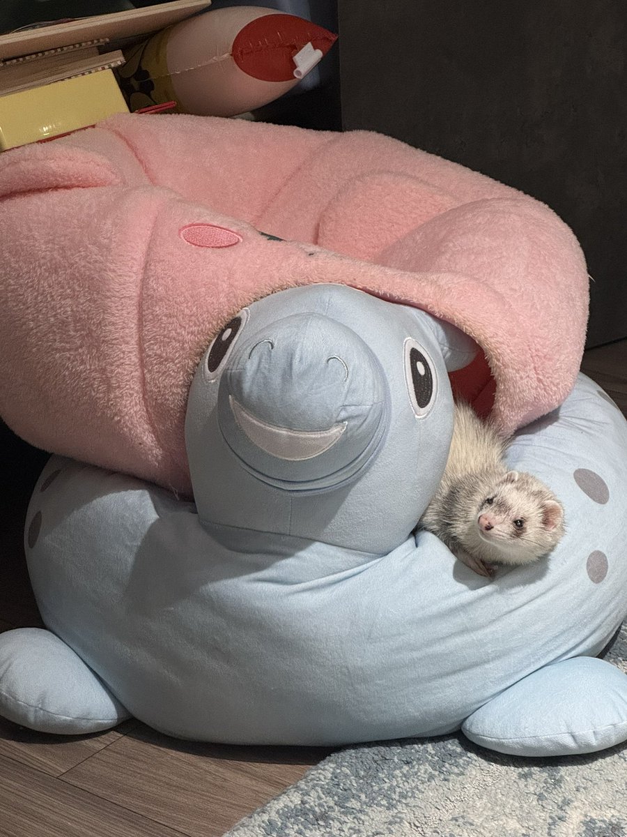 猫用グッズ、使わないものはイタチハウスになっている