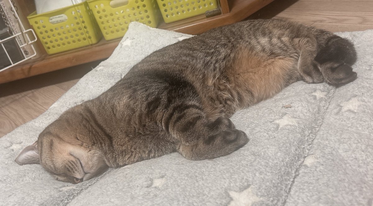 マリア様ご予約ページ 🌴👙 #年末年始