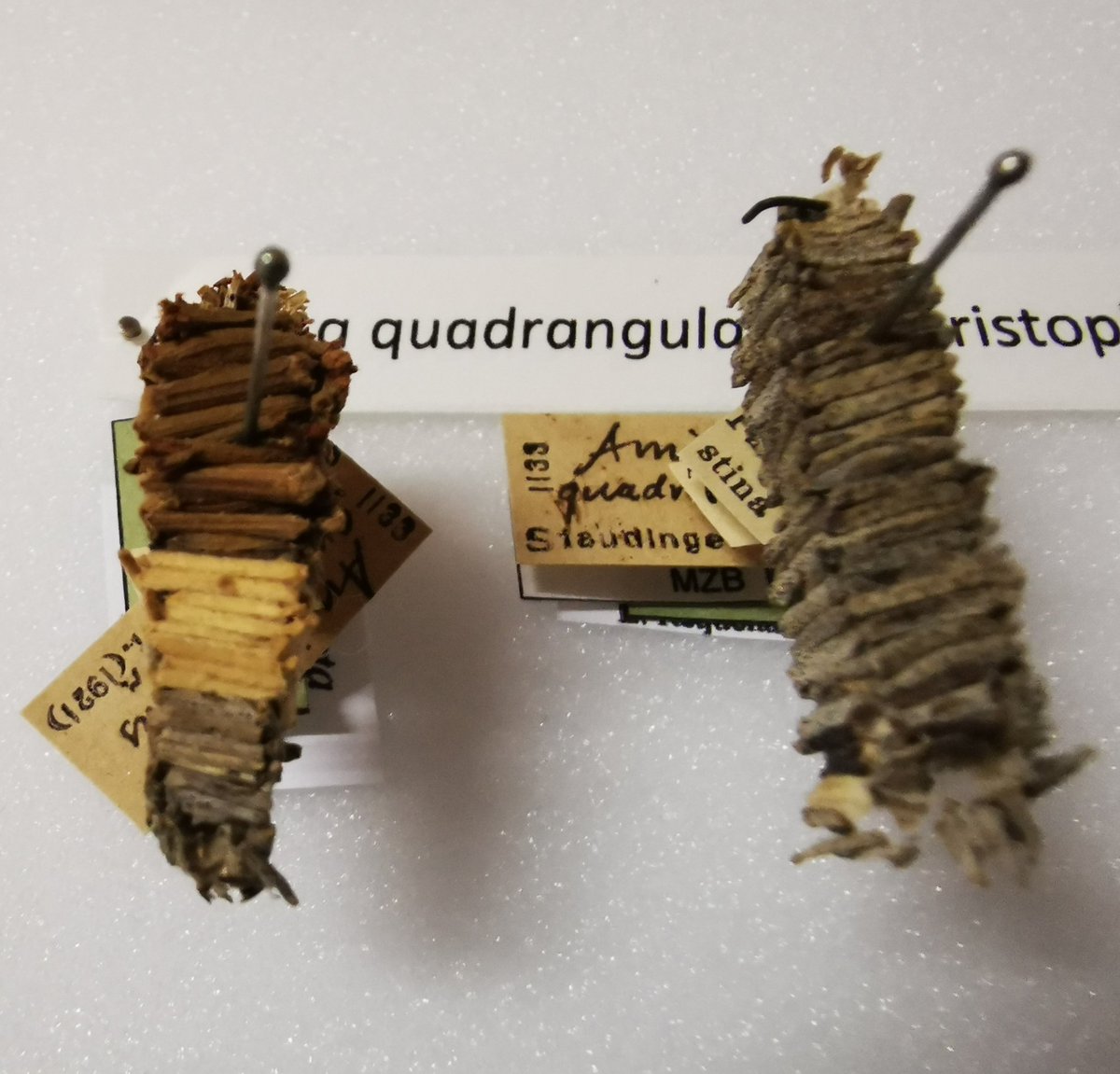 EntomoDaily tweet media