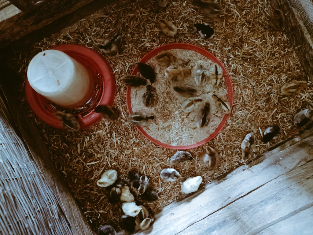 AhmoduFatima's tweet photo. NFGCS Farm Estate: Raising the bar for local chick care, one day at a time. From day-old to 10 weeks, we're cultivating healthy habits and strong foundations. Stay tuned for progress and growth!
#nfgcsfarmestate https://t.co/N9opX9AKQU
