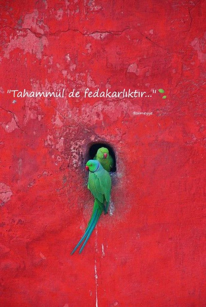 Edebiyat Cephesi (@edebiyatcephesi) on Twitter photo 