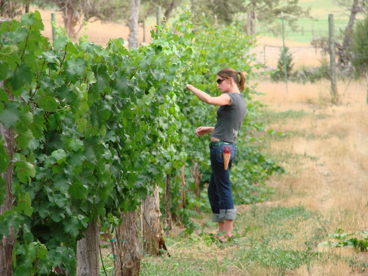 FoxFire Farms Winery tweet media