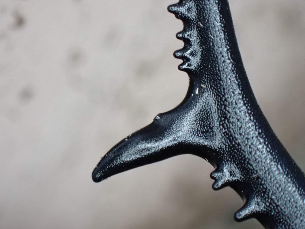 ぴんくあいす (@pinkXice0613) / X