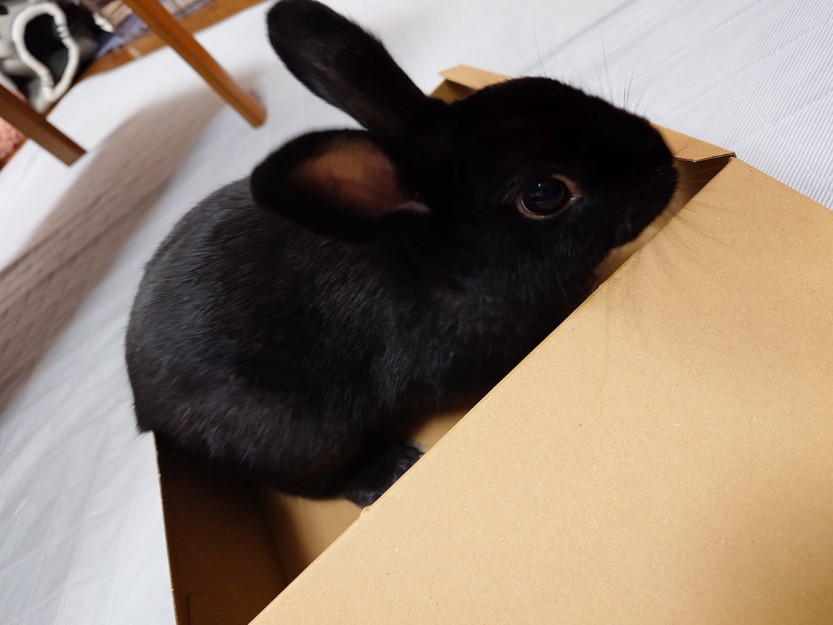 clover_krochan's tweet photo. 久しぶりのくろさん
ダンボールの箱が気に入ったようです https://t.co/fYU3cPjK79