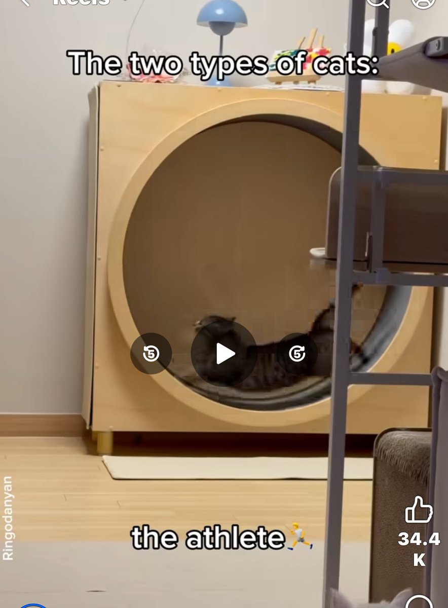 Hey <a href="/grok/">Grok</a> what type of cat wheel is this and where can I get it