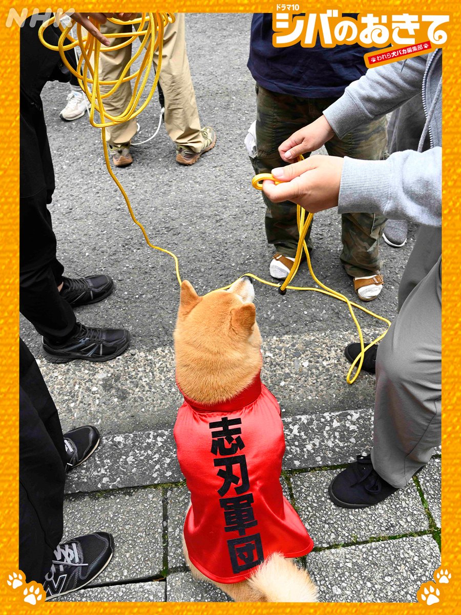 shiba専用ページ Shi-Ba【シーバ】+犬びより (@ShiBa2929) / X