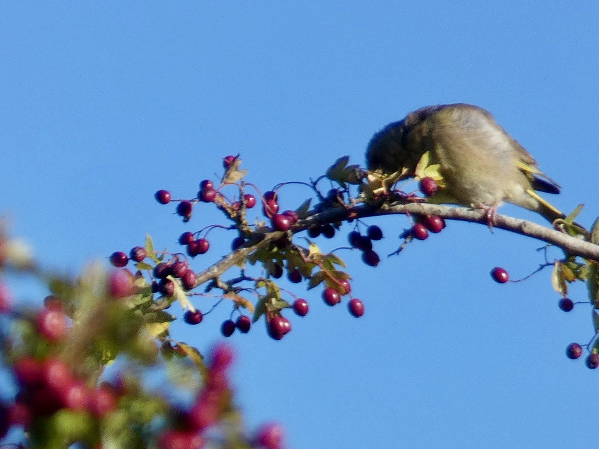 Chris Millward Jnr tweet media