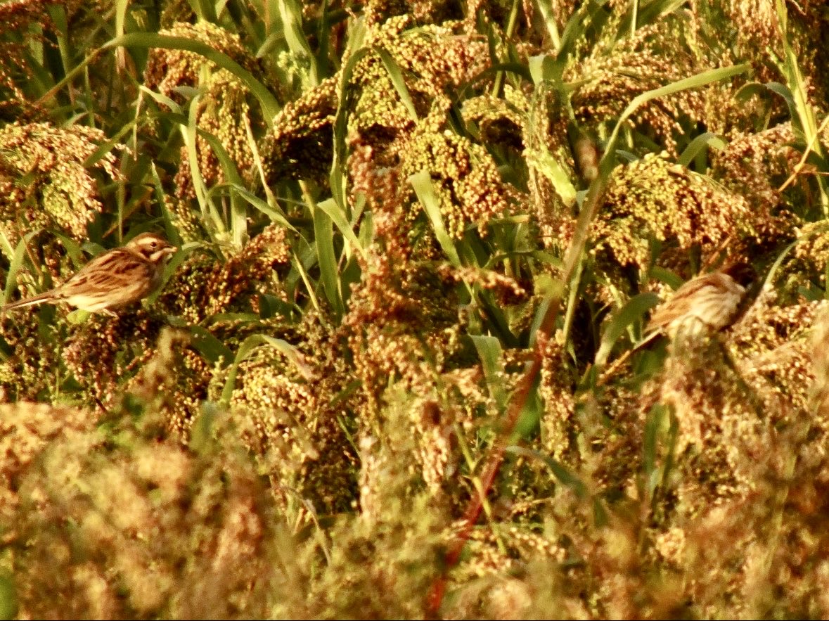 Chris Millward Jnr tweet media