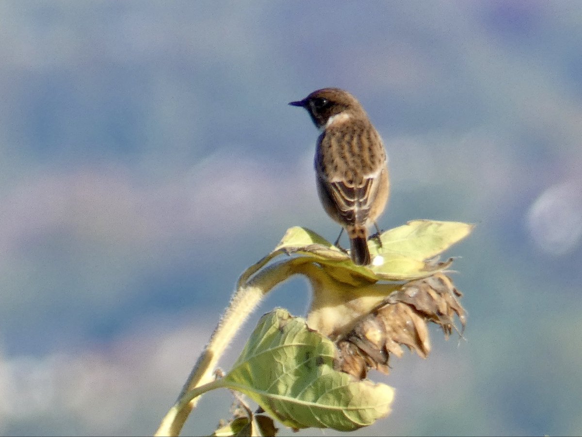 Chris Millward Jnr tweet media