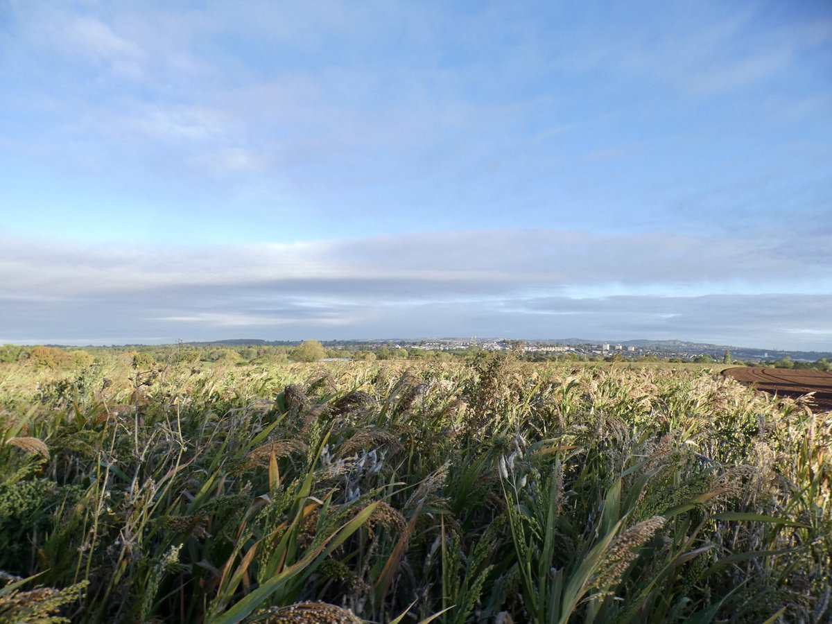 Chris Millward Jnr tweet media