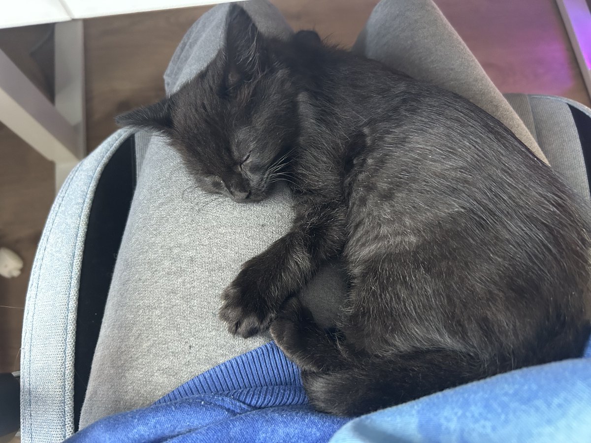 MelzeliaTV's tweet image. My little gaming buddy 💜🐈‍⬛

#blackcat #kitten #voidkitty #voidkitten #voidcat #blackkitten #finalfantasy #crisiscore #crisiscorereunion