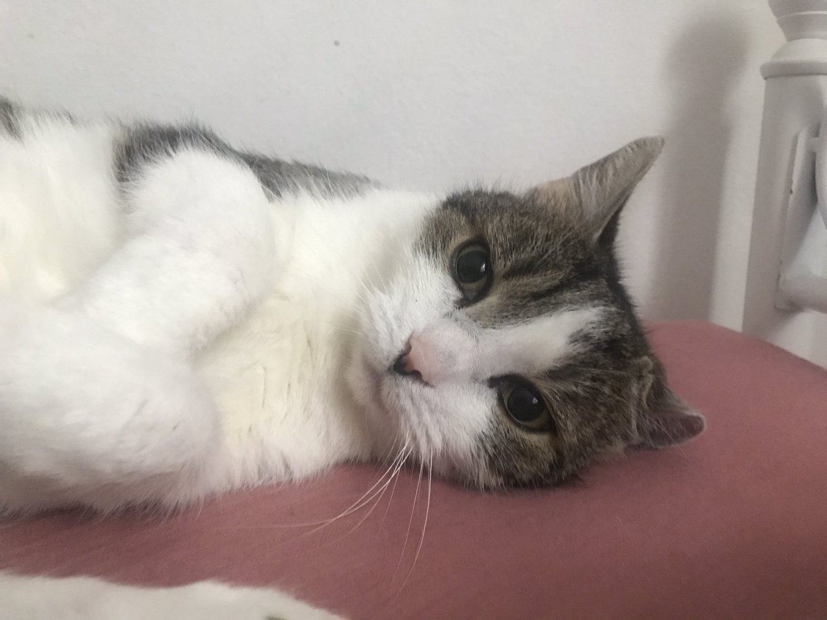 Cherry (@cherryloleu) on Twitter photo 