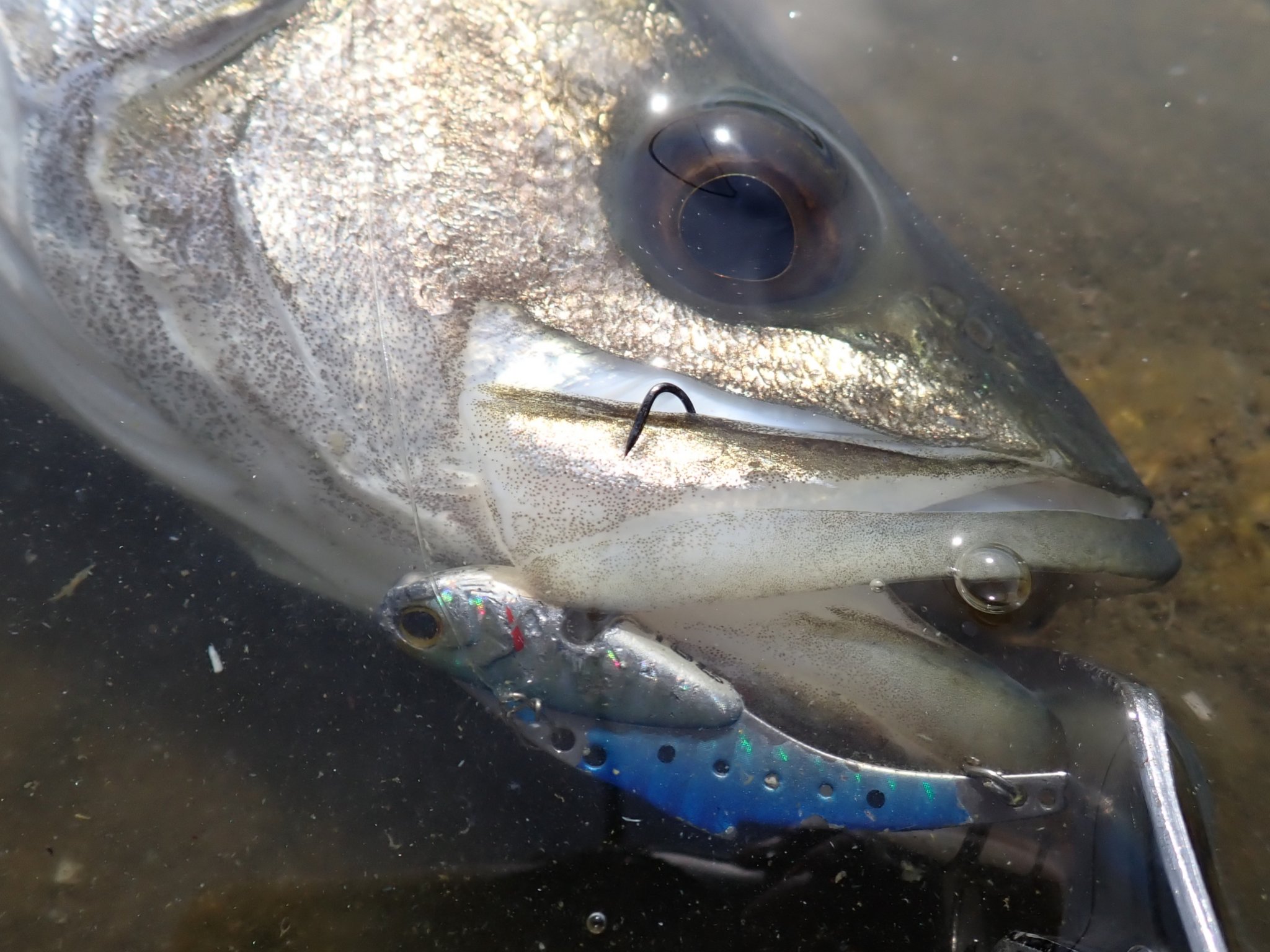 GONZO＠（hayaken) (@GONZOUDAIWA) / X