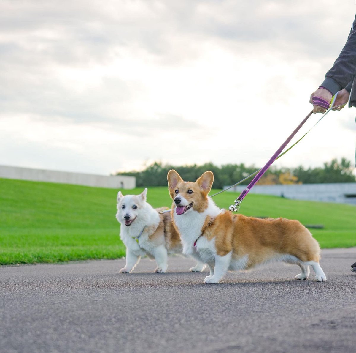 コーギーと森の仲間達 15才と5才 歳の差おさんぽ友達です🤝