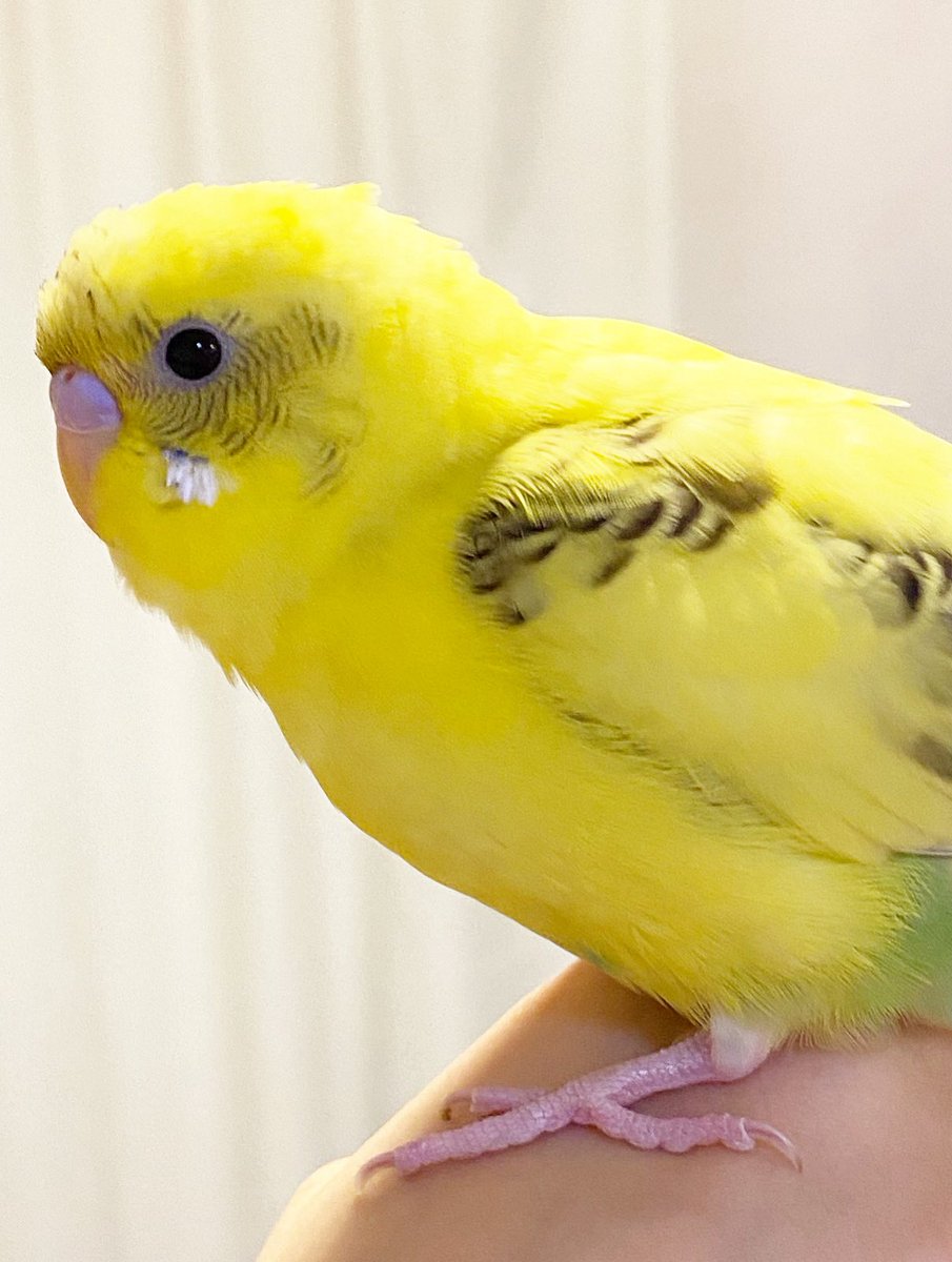 るりはるSHOP (@chopinliszt12) / Posts / X