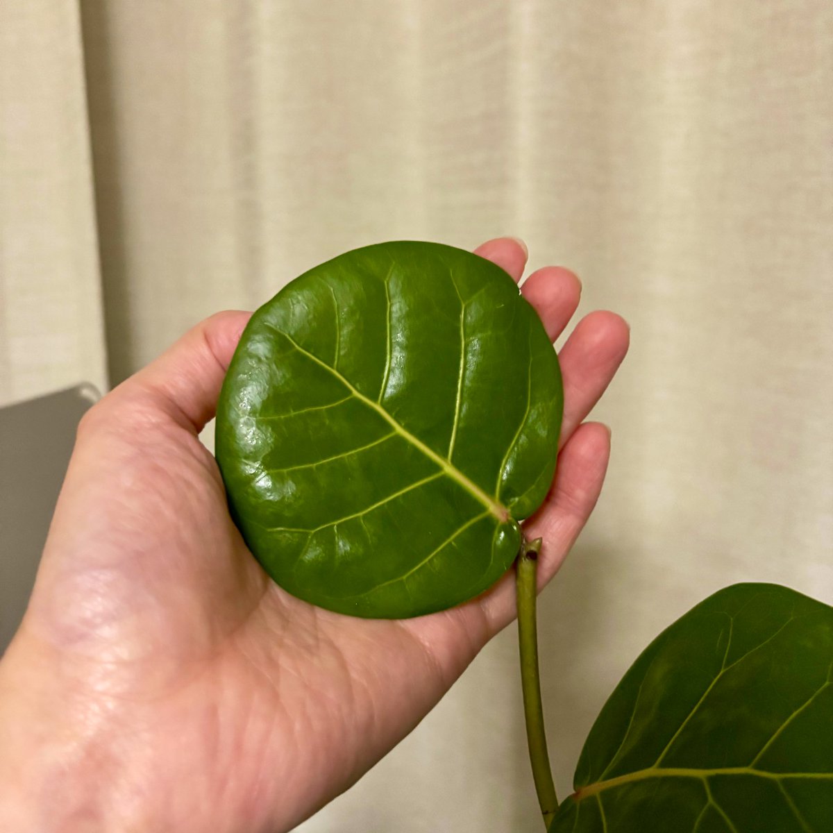 アニメ風観葉植物 All Item | エブリデイ Z/X Life!