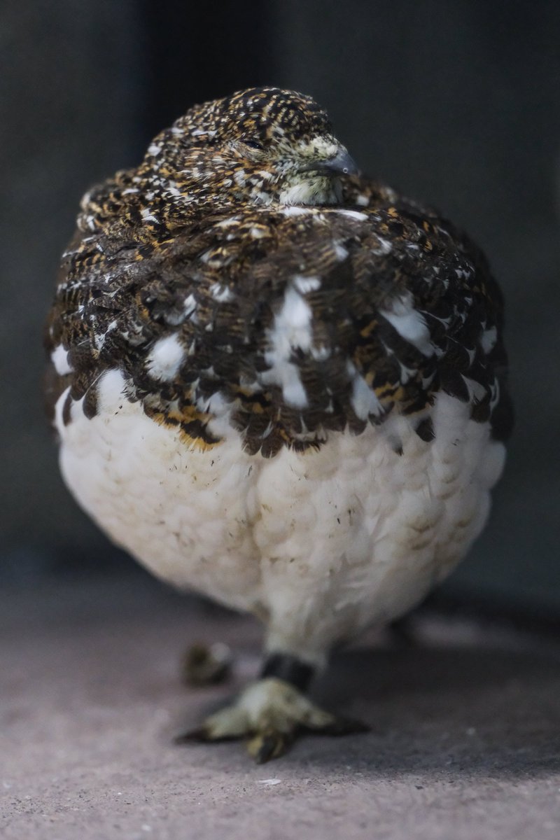 【日本鹿の角】 オリジナル彫刻使用⭐️お願いが叶いますように⭐️☆匿名☆ ColBase