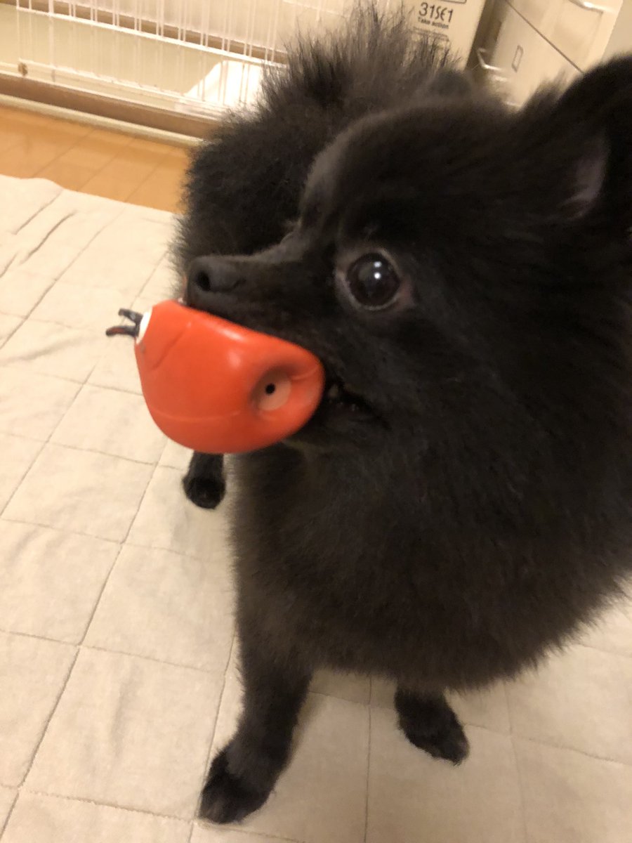早速おもちゃ持参🐻
少し遊びますかね😁

#犬のいる暮らし
#ポメラニアン