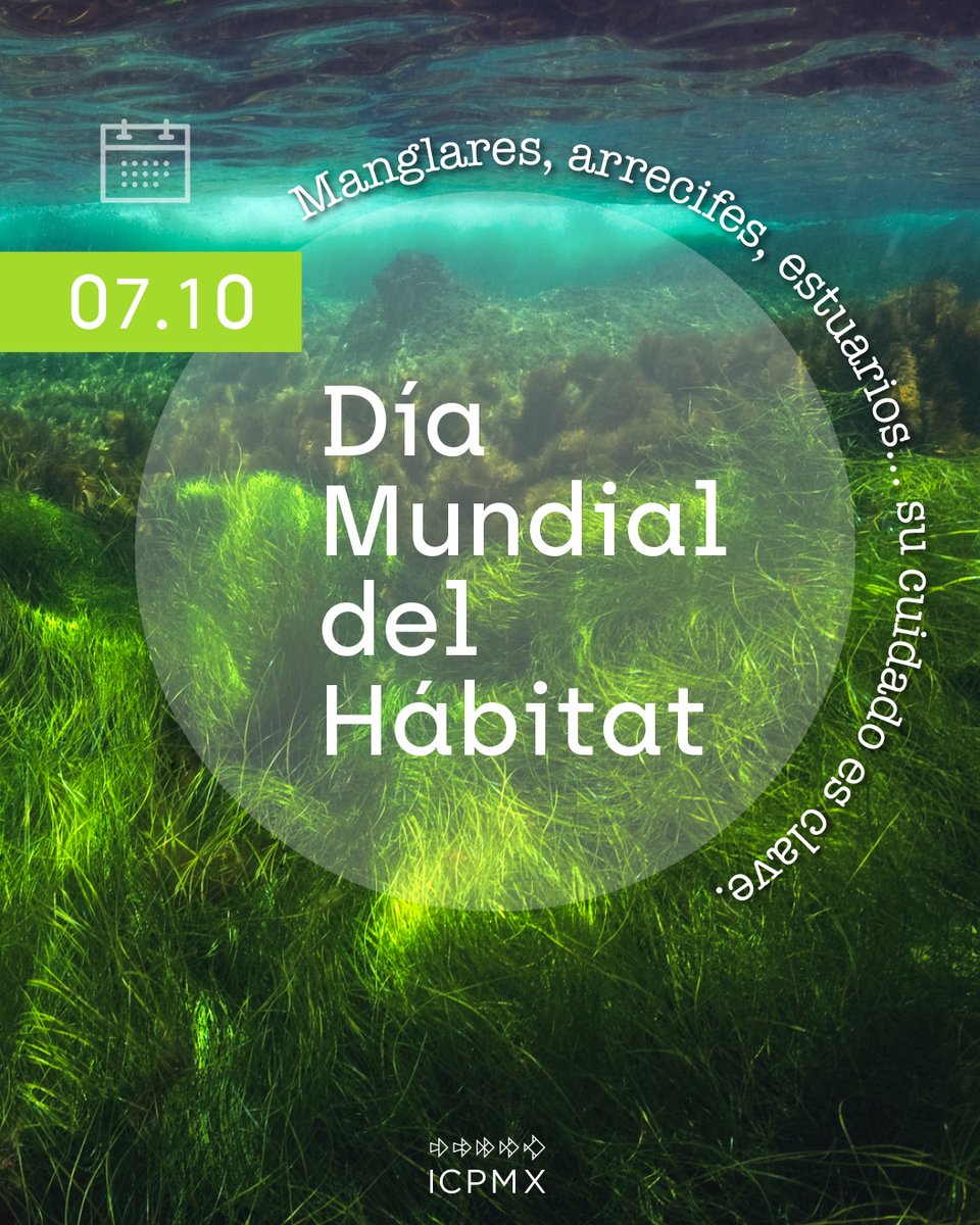 Los hábitats marinos son el hogar de miles de especies, además de ser la base ecológica y económica para sostener la vida de las comunidades costeras. Este día nos recuerda que el océano no es sólo fuente de recursos, también es hogar. Y cuidarlo es tarea de todos.