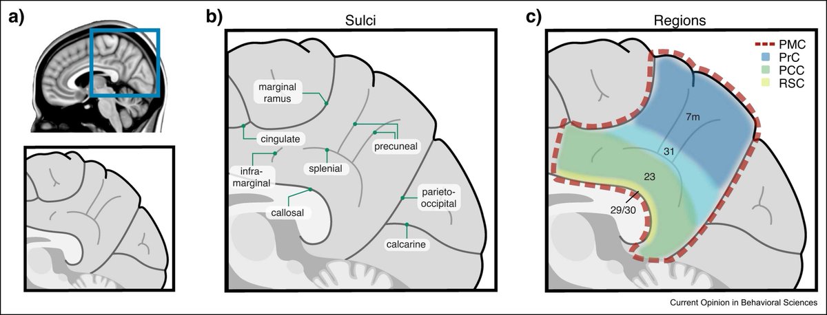 For Current Opinion in Behavioral Sciences, <a href="/brettlfoster/">Brett L. Foster</a> and <a href="/skoslov/">Seth Koslov</a> synthesized advances in understanding the posterior cingulate cortex, emphasizing its various functional connections and its relative separation from primary sensory-motor systems.

➡️ spr.ly/6010AUiHs