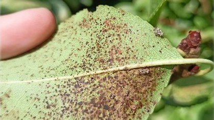 VRural's tweet photo. FRUTALES 🌱 El tigre del #peral como #plaga emergente, qué sabemos y cómo lo controlamos. 🍐
✍️ Ainara Peñalver-Cruz y Dolors Bosch | @irtacat, Sustainable Plant Protection, Agrónomos, Lleida.
Más información ⬇️
https://t.co/Gtk3iXiOZ1 https://t.co/R8MDCYlouQ