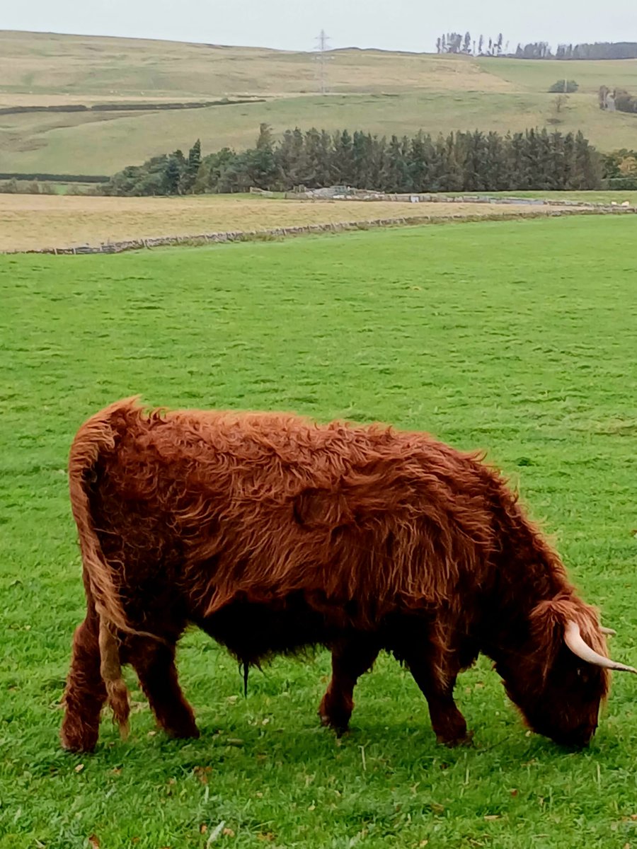 We have a new neighbour moved in a few miles up the road
