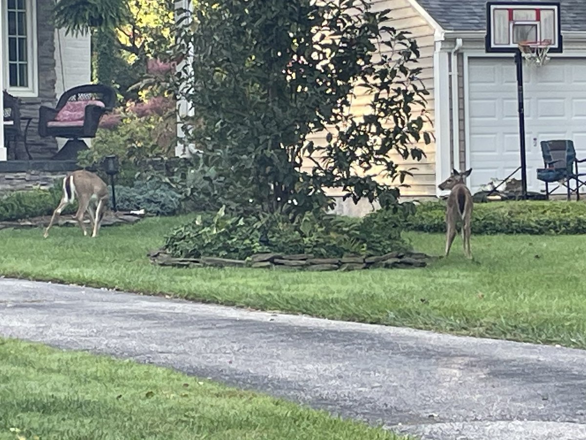 Had two little visitors this morning Eating My grass … Glad they enjoyed themselves