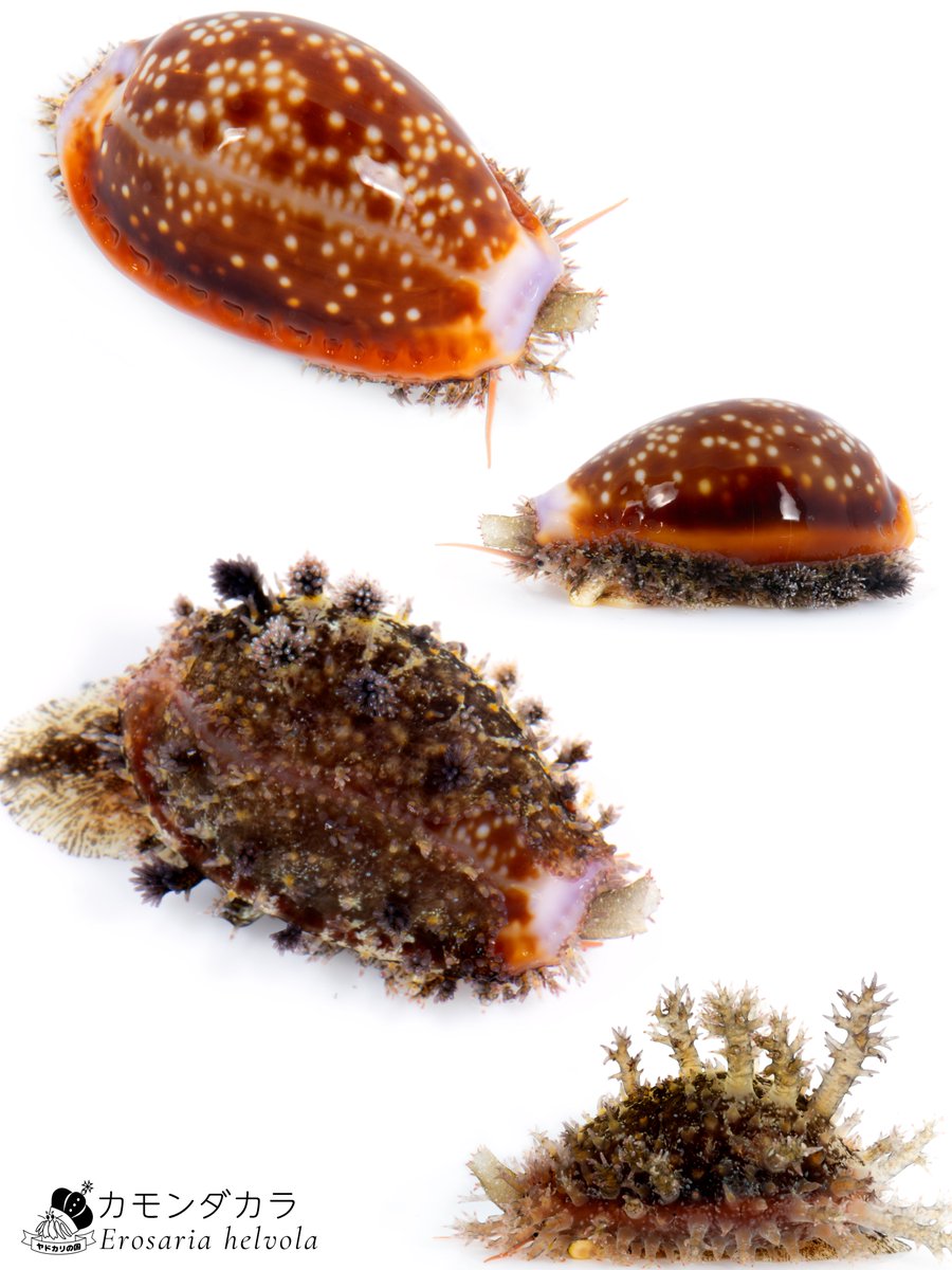 るるる (@rurur12121) / Posts / X