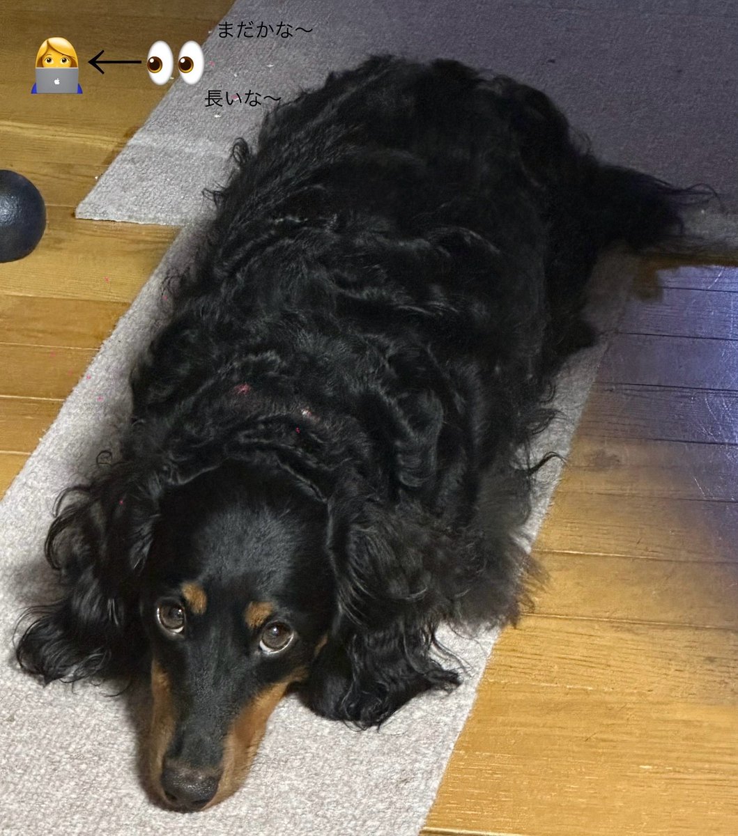 「国勢調査するからちょっと待っててね〜」って言ってスマホで回答してたらずっと見張られてた🐶