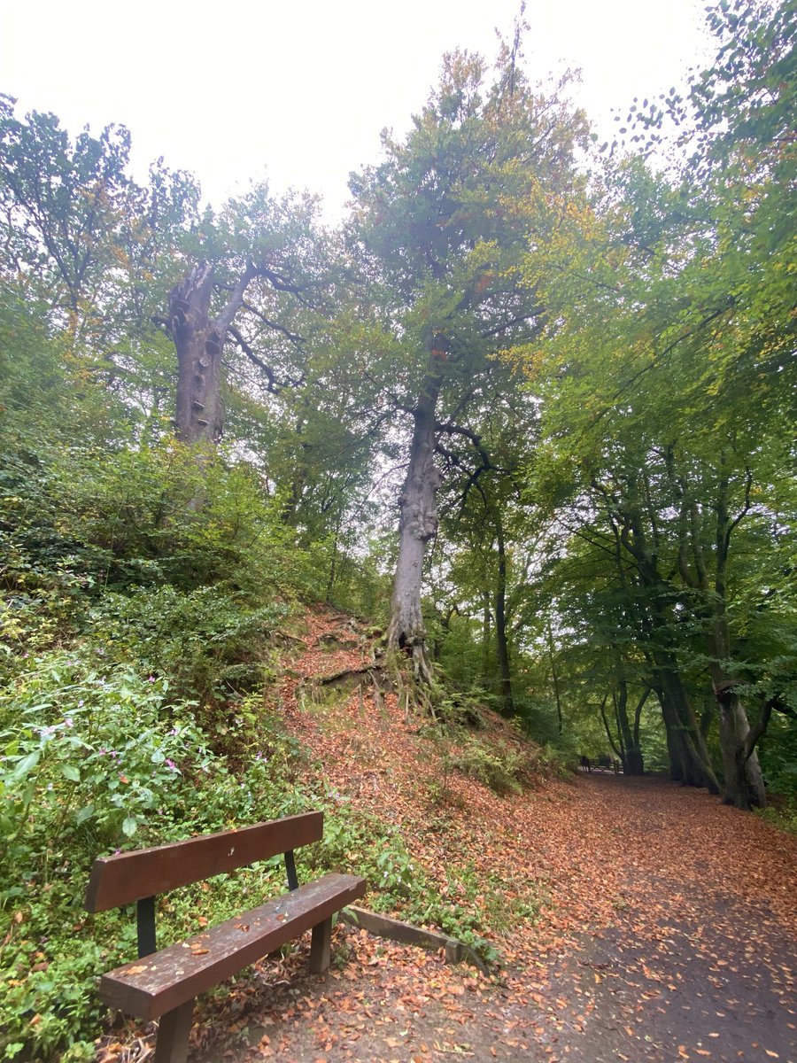 Andy666666's tweet photo. #Autumn π #autumnvibes #autumnleaves #daisynook #oldham #October #walk https://t.co/mwEPxEWhYZ