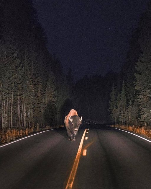 AmericanIndian8's tweet image. Night from Yellowstone 
#INDIGENOUS #TAIRP