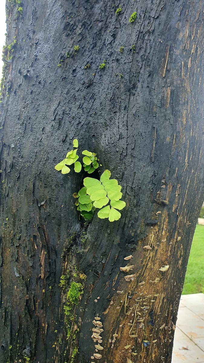 sajeed75sh's tweet image. Beautiful composition! 😍 
#tree