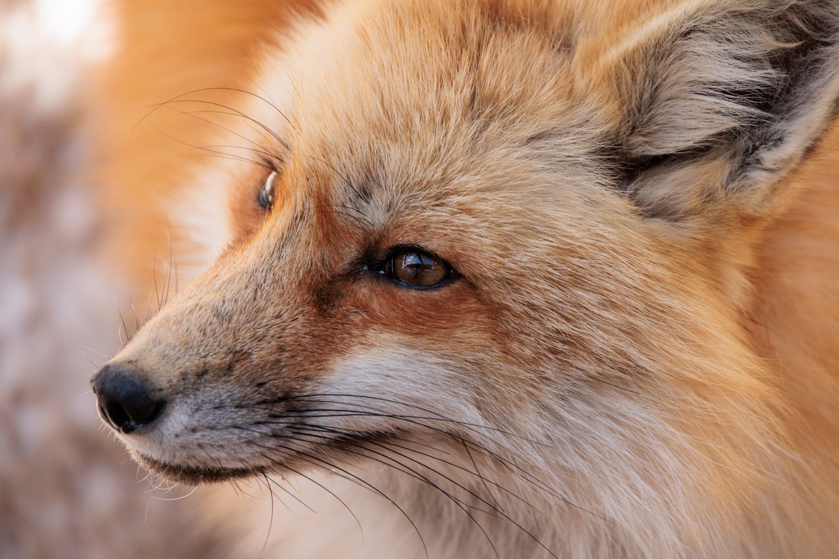 LIA🦊🔖へっぽこ tweet media