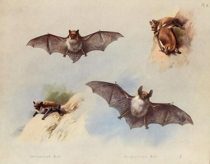 BioDivLibrary's tweet image. We're going a bit batty in celebration of #BatAppreciationMonth. Archibald Thorburn's "British Mammals" (1920-21) contains some of our favorite bat #SciArt in #BHLib. Check it out thanks to @FieldMuseum
➡️ biodiversitylibrary.org/page/48418555 #BatMonth 🦇 🧪